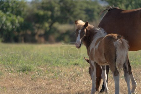 Young brown and white Anglo-Sardinian Arabian foal eating grass and playing