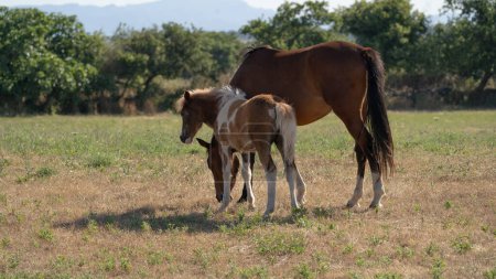 Young brown and white Anglo-Sardinian Arabian foal eating grass and playing