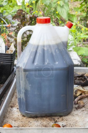 Photo for Homemade fertiliser with a nitrogen rich plant feed in a plastic container bottle made by a gardener as a nutrient to grow tomatoes and flowers in a vegetable garden, stock photo image - Royalty Free Image