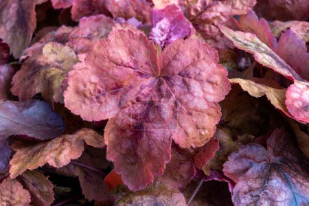 Photo for Heucherella 'Redstone Falls' an herbaceous perennial foliage plant with brown, red leaves in the autumn fall, which is a cross between heuchera and tiarella and commonly known as Foamy Bells - Royalty Free Image