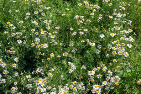 Photo for Chamaemelum nobile a summer flowering plant with a white summertime flower commonly known as common chamomile, stock photo image - Royalty Free Image