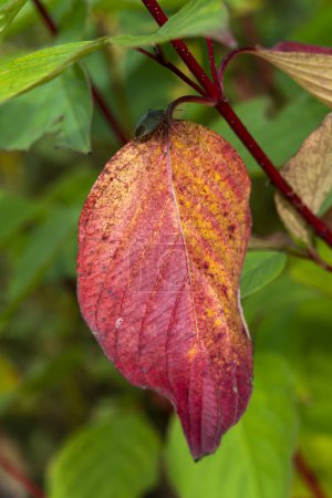 Foto de Cornejo común hojas de otoño de color durante la caída de noviembre que muestra un insecto escudo verde en una hoja roja, imagen de la foto de stock - Imagen libre de derechos