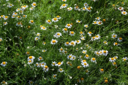 Photo for Chamaemelum nobile a summer flowering plant with a white summertime flower commonly known as common chamomile, stock photo image - Royalty Free Image