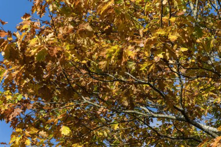 Foto de Rama de roble rojo del norte con sus hojas marrones y amarillas en color dorado otoño en noviembre, imagen de la foto de stock - Imagen libre de derechos