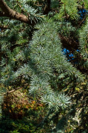 Photo for African Cedar (Cedrus atlantica) tree an evergreen tree with green pine needle shaped leaves, stock photo image - Royalty Free Image