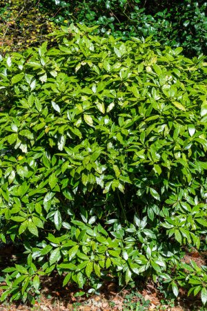 Foto de Japonés Aucuba (Aucuba japonica) una planta de arbusto siempreverde de floración primaveral con una flor primaveral púrpura comúnmente conocida como laurel manchado, imagen de foto en stock - Imagen libre de derechos