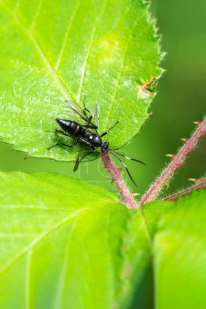 Téléchargez les photos : Guêpe ichneumonide (Ichneumon Coelichneumon) un insecte parasite volant noir, image de la réserve - en image libre de droit