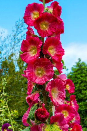 Alcea 'Borgoña Torres' (althaea rosea) una planta con flores altas comúnmente conocida como Hollyhock con una flor de color rojo oscuro durante la temporada de primavera y verano, stock photo image                               
