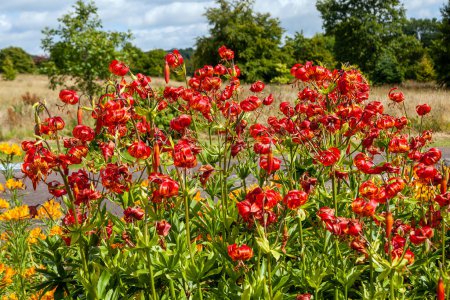 Lilium pardalinum 'Giganteum' a summer autumn fall flowering bulbous plant with a red orange spotted summertime flower commonly known as Red Giant or Sunset Lily, stock photo image