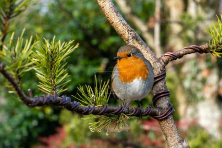 Robin roux (Erithacus rubecula) oiseau un oiseau chanteur de jardin européen britannique avec un sein rouge ou orange souvent trouvé sur les cartes de Noël, image de la photo du stock                               