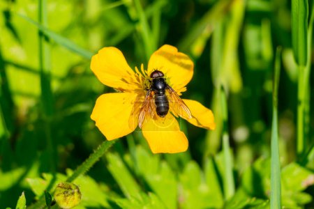 Photo for Hoverfly (Chrysogaster chalybeata) male on a yellow wild flower which is a flying insect species found in the UK and also known as dull marsh hoverflies, stock photo image with copy space - Royalty Free Image
