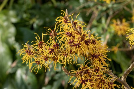Hamamelis mollis (witch hazel) a winter spring flowering tree shrub plant which has a highly fragrant springtime yellow flower and leafless when in bloom, stock photo image                               