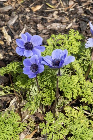 Photo for Anemone coronaria 'Mister Fokker' a spring flowering bulbous plant with a blue springtime flower,  stock photo image - Royalty Free Image