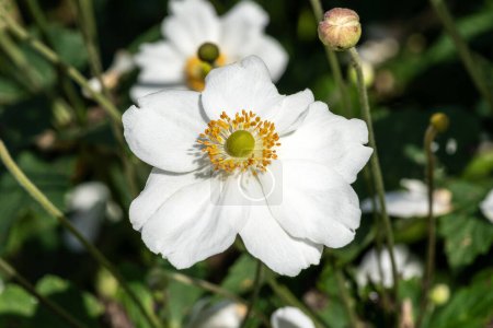Anemone x Hybrida 'Honorine Jobert' a white herbaceous perennial summer autumn flower plant commonly known as Japanese anemone, stock photo image                               