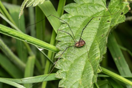 Photo for Harvestman spider (Leiobunum rotundum) a common garden and meadow insect commonly known as daddy longlegs or harvest spiders, stock photo image - Royalty Free Image