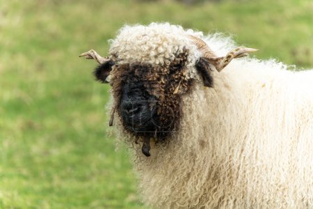 Photo for Valais Blacknose Sheep in a lush green meadow on an agricultural farm field, stock photo image - Royalty Free Image