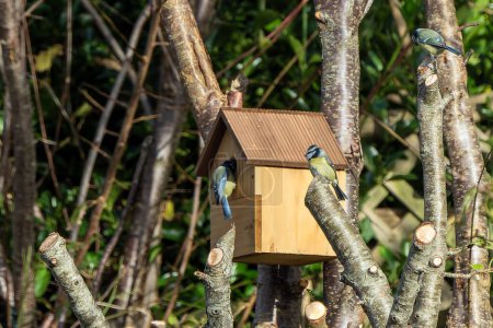 Foto de Blue tit (Cyanistes caeruleus) bird inspecting a nest box with its mate, which is a common small garden songbird found in the UK and Europe, stock photo image - Imagen libre de derechos