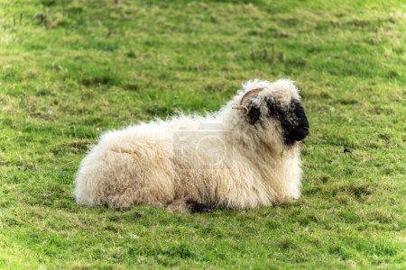 Photo for Valais Blacknose Sheep in a lush green meadow on an agricultural farm field, stock photo image - Royalty Free Image