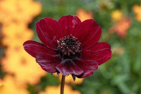Cosmos atrosanguineus a summer flowering plant with a maroon, red summertime flower commonly known as chocolate cosmos, stock photo image                               