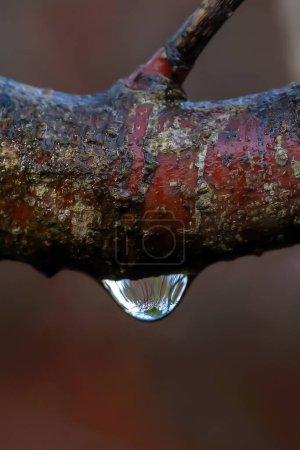 Téléchargez les photos : Une goutte d'eau unique sur une branche d'arbre contenant un reflet de gouttelettes d'une forêt causée par la pluie du matin douche en hiver, image de la photo de stock - en image libre de droit