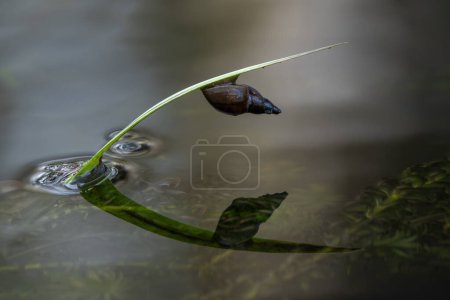 Pond snail in a freshwater garden water environment, stock photo image
