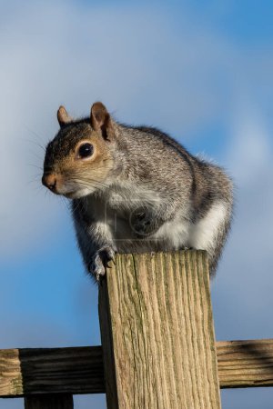 Grey squirrel (Sciurus carolinensis) a wild tree animal rodent on a green pole which are mostly found in a wildlife woodland forest, stock photo image