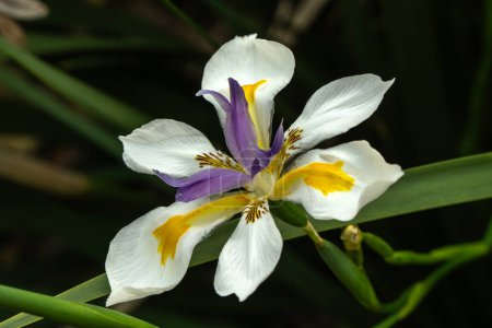 Dietes grandiflora a native South African summer evergreen flowering plant with a violet and yellow summertime flower commonly known as fortnightly lily, fairy iris or large wild iris, stock photo
