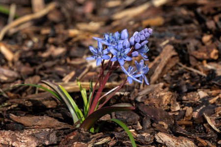 Scilla bifolia a small early spring flowering plant with a blue purple springtime flower commonly known as alpine squill, stock photo image
