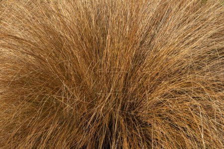 Chionochloa rubra an evergreen plant commonly known as red tussock grass, stock photo image