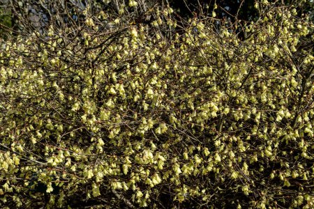 Corylopsis pauciflora an early spring flowering shrub plant with a primrose yellow springtime flower commonly known as winter hazel, stock photo image