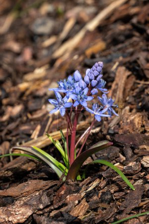 Scilla bifolia a small early spring flowering plant with a blue purple springtime flower commonly known as alpine squill, stock photo image