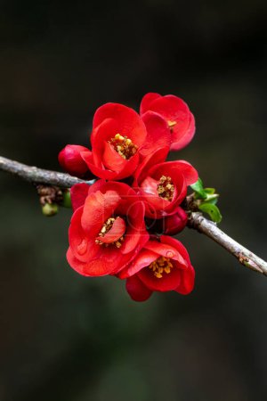 Chaenomeles x superba 'Knap Hill Scarlet' a spring flowering shrub plant with a red springtime flower commonly known as Japanese quince, stock photo image