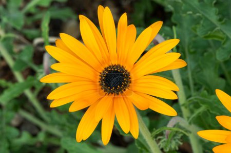 Arctotis adpressa South Africa flower plant commonly known as African Daisy, stock photo image