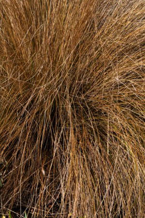 Chionochloa rubra an evergreen plant commonly known as red tussock grass, stock photo image