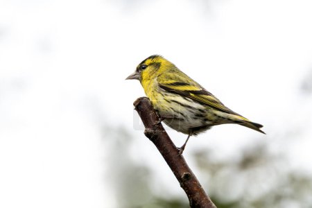 Siskin (Carduelis spinus) which is a common garden yellow green songbird bird found in the UK and Europe, stock photo image