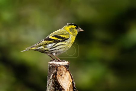 Foto de Siskin (Carduelis spinus) que es un pájaro cantor verde amarillo del jardín común encontrado en el Reino Unido y Europa, imagen de la foto de la acción - Imagen libre de derechos