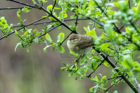 Flor de sauce (Phylloscopus trochilus) pájaro posado en una rama de árbol de bosque, imagen de la foto de stock