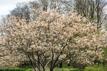 Amelanchier lamarckii a small deciduous tree with a white blossom flower in early spring commonly known as snowy mespilus or juneberry, stock photo image