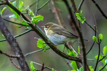 Willow warbler (Phylloscopus trochilus) bird perching on a woodland tree branch, stock photo image