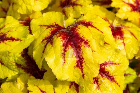 Heucherella 'Catching Fire' une plante herbacée à feuillage vivace aux feuilles vert clair et jaune à l'automne, qui est un croisement entre heuchera et tiarella et communément appelé Foamy Bells