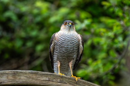 Sparrowhawk (Accipiter nisus) a small bird of prey which is a predatory raptor which hunts in both a woodland or garden environment, stock photo image