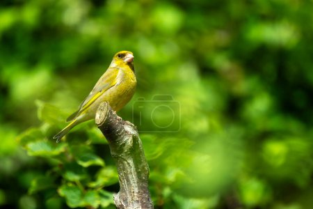 Greenfinch (Chloris chloris) portrait image of an Eurasian bird perched on a tree branch which is a common small garden songbird found in the UK and Europe, stock photo image