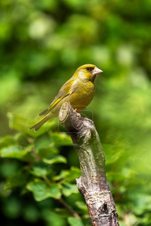 Greenfinch (Chloris chloris) portrait image of an Eurasian bird perched on a tree branch which is a common small garden songbird found in the UK and Europe, stock photo image