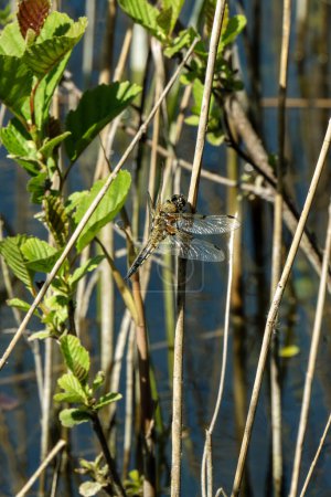 Dragonfly Four Spotted Chaser (Libellula quadrimaculata) a common broad bodied flying insect which can be found near water, ponds and lakes, stock photo image