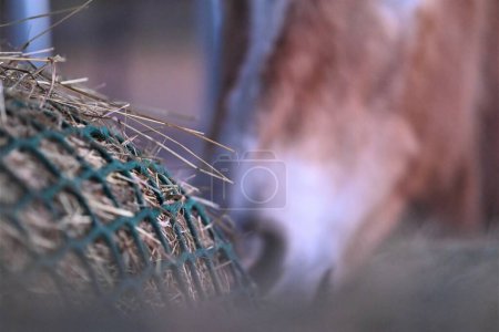 Photo for Hay under a green hay net besides the mouth of a horse as a close up - Royalty Free Image
