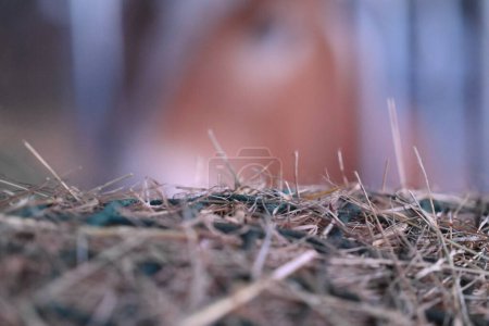 Photo for Hay under a green hay net besides the head of a horse as a close up - Royalty Free Image