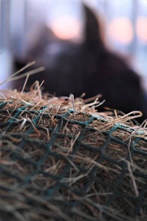 Photo for Hay under a green hay net besides the head of a horse as a close up - Royalty Free Image
