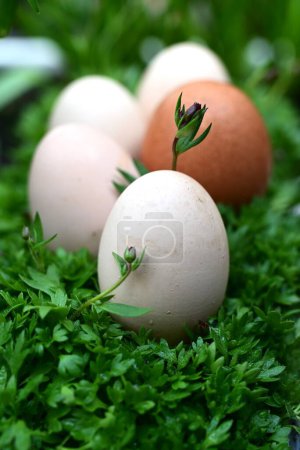 One brown and four white eggs in a bed of green plants