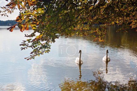 Two white swans are swimming in the lake