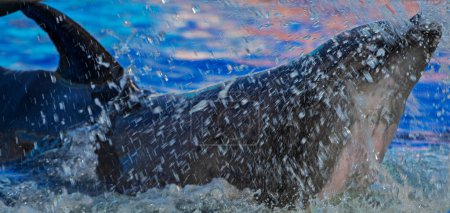 Photo for Floating dolphin in water with splashes. Dolphin therapy. horizontal - Royalty Free Image